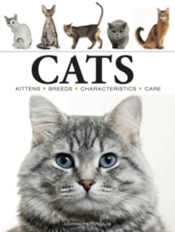 Cats Paperback / softback