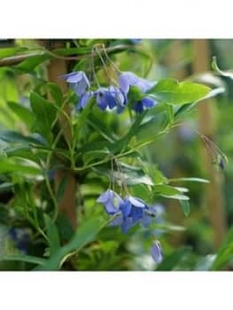 You Garden Sollya Heterophylla 2L