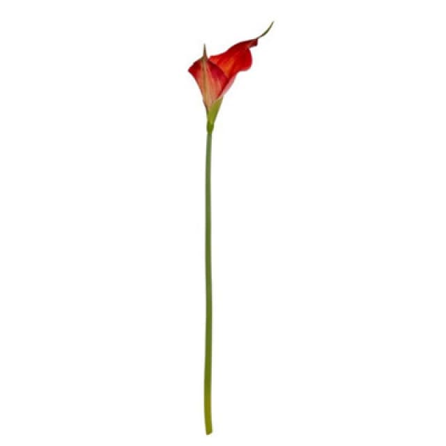 Hill Interiors Fireball Calla Lily Artificial Flower - Plastic - H70 Cm - Red