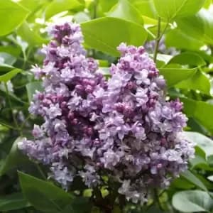 Thompson & Morgan Lilac (Syringa) Doubles Katherine Havemeyer 9cm Pot x 2