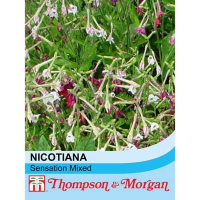 Thompson & Morgan Nicotianaxsanderae Sensation Mixed 1 Seed Packet (2000 Seeds)