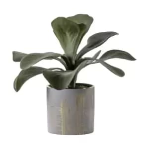 Crossland Grove Kalanchoe W/Gold Ceramic Pot 300X300X280Mm
