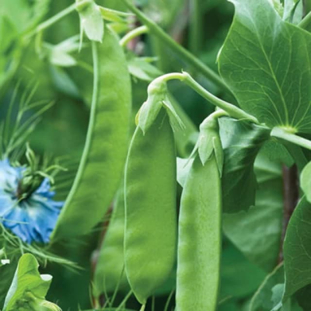 Thompson & Morgan Mangetout Pea Snow Wind 1 Packet (125 Seeds)