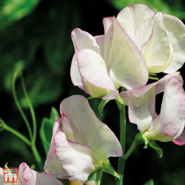 Thompson & Morgan Sweet Pea Fragrant (T&m Prize Strain Mix) 1 Seed Packet (20 Seeds)