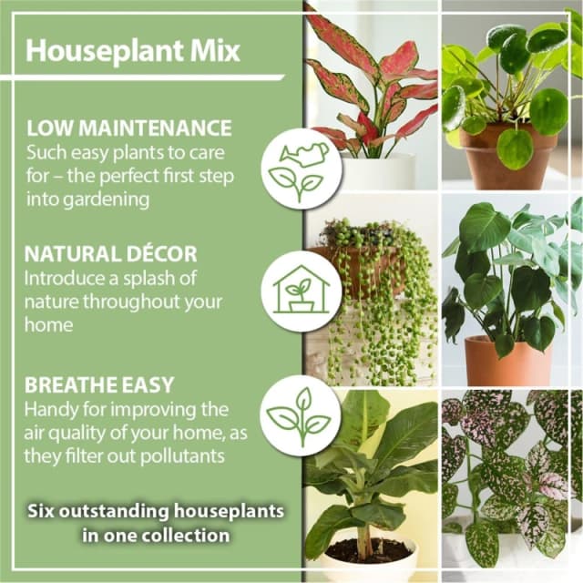 YouGarden Houseplant Collection (6 x 6cm Pots) Green unisex 6x6cm Pots