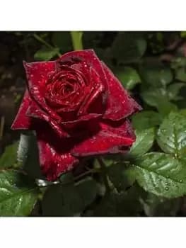 Rose Black Baccara 3L Potted