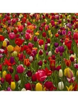 Dwarf Tulips X 50 Bulbs Mixed