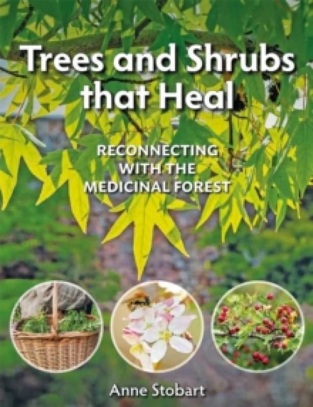 Trees and Shrubs that Heal : Reconnecting With The Medicinal Forest Paperback / softback