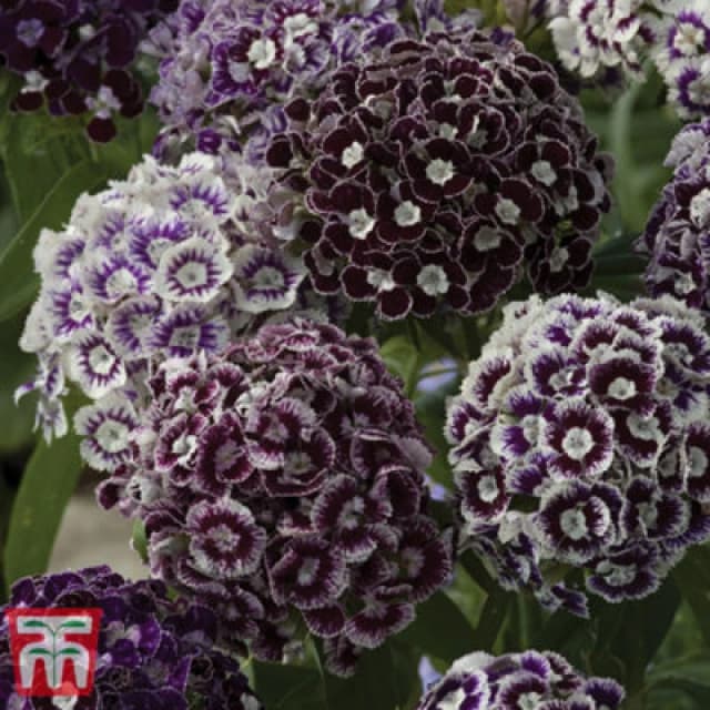 Thompson & Morgan Dianthus Barbatus Hollandia Purple Crown 1 Seed Packet (150 Seeds)