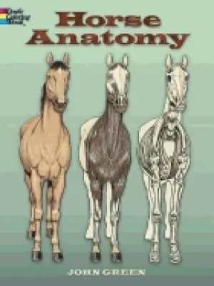 horse anatomy