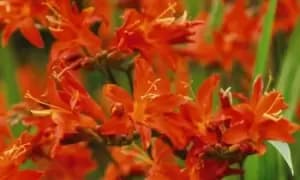 Crocosmia Spitfire: 10 Bulbs