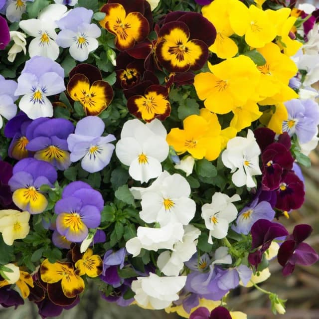 YouGarden Pansy Cool Wave (20 Garden Ready Plants) Garden Flowers and Plants 20 Plants Multi 42522499000