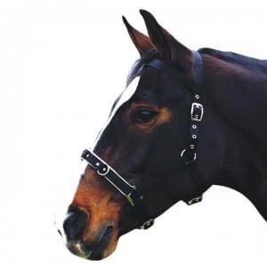 Kincade Nylon Padded Lunge Cavesson - Black